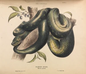 Diamond Snake, Morelia spilotes
